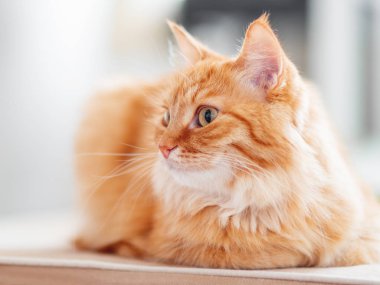 Şirin zencefil kedi kanepede yalan. Kabarık pet merakla görünüyor. Rahat ev arka plan.