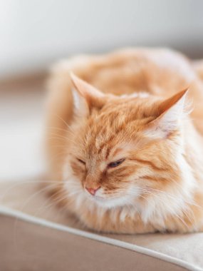 Şirin zencefil kedi kanepede yalan. Kabarık pet Uykulu görünüyor. Rahat ev arka plan.