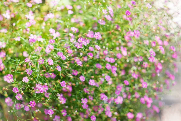 Fundo Natural Verão Com Flores Rosa Cama Flores Jardim — Fotografia de Stock