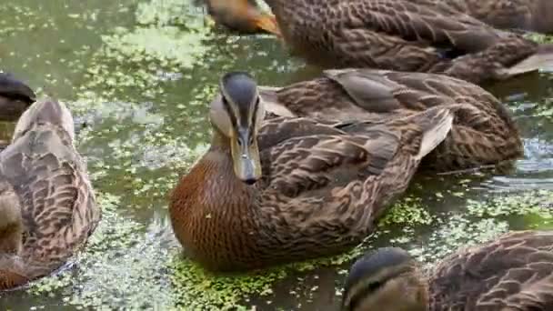 Flock av bruna färgade änder som simmar i dammen. Fåglar letar mat i vattnet bevuxen med andmat. — Stockvideo