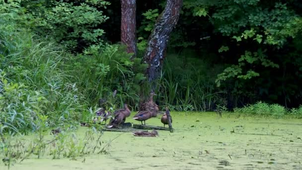 Manada de patos de color marrón que apuñalan cerca del estanque en el bosque. Las aves descansan cerca del agua cubierta de hierba de pato . — Vídeos de Stock