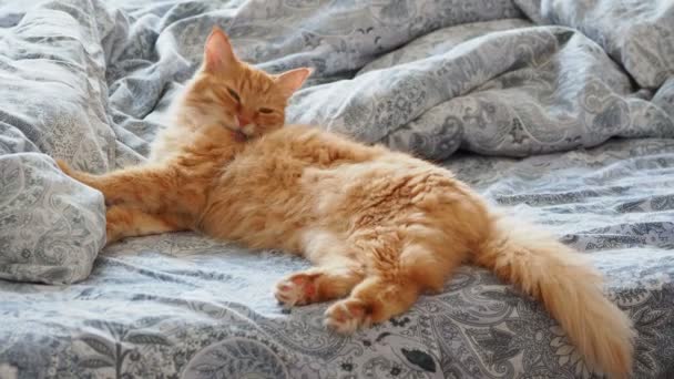 Aranyos gyömbér macska feküdt az ágyban. Bolyhos kisállat nyalás-a paws, és fog aludni. Hangulatos otthoni háttér. — Stock videók