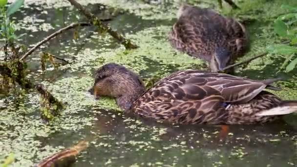 Par de patos de color marrón nadando en el estanque. Las aves están buscando comida en el agua cubierta de hierba de pato . — Vídeos de Stock