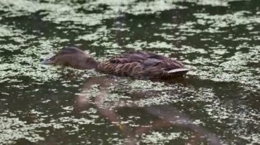 Su birikintisi içinde yüzmeye kahverengi renkli ördekler çifti. Kuşlar duckweed ile büyümüş su gıda arıyoruz.