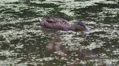Su birikintisi içinde yüzmeye kahverengi renkli ördek sürüsü. Kuşlar duckweed ile büyümüş su gıda arıyoruz.