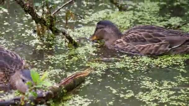 Pair of brown colored ducks swimming in pond. Birds are looking for food in the water overgrown with duckweed. — Stock Video