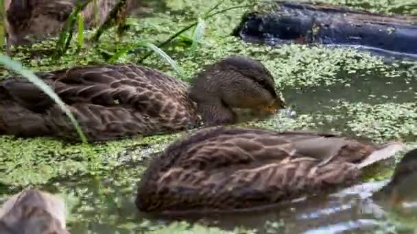 Manada de patos de color marrón nadando en el estanque. Las aves están buscando comida en el agua cubierta de hierba de pato . — Vídeos de Stock