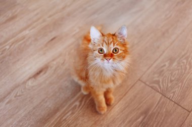 Şirin zencefil kedi. Kabarık pet merakla bakan. Eve başıboş kedi yavrusu ilk fotoğraflar. 