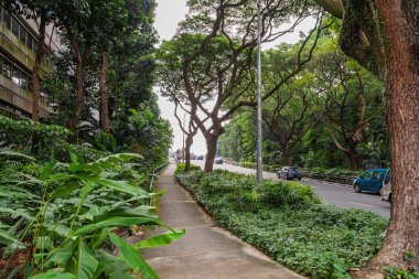 Araba trafiği olan cadde boyunca ağaçlar büyümek. Singapur.