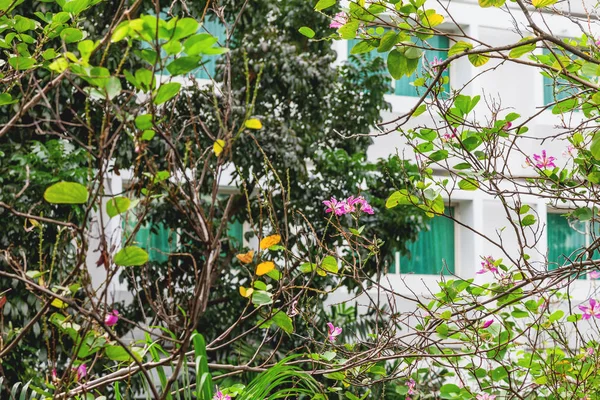 Blooming Plants Evergreen Trees Streets Singapore — Stock Photo, Image