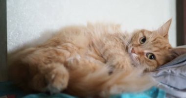 Kumaş üzerine yalan şirin zencefil kedi. Kabarık pet rahat uyumak için yerleşmiş.