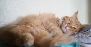 Kumaş üzerine yalan şirin zencefil kedi. Kabarık pet rahat uyumak için yerleşmiş.