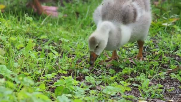 小さなふわふわゴスリングとガチョウの群れは、緑の草に食べ物を探しています。放牧養鶏 — ストック動画