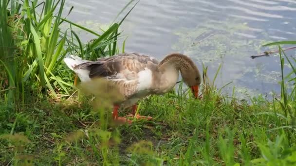 Goose è alla ricerca di cibo in erba verde. Pollame al pascolo vicino allo stagno . — Video Stock