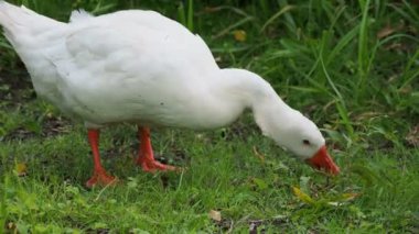 Kaz yeşil çim gıda arıyor. Su birikintisi yakın otlatma kümes hayvanları.