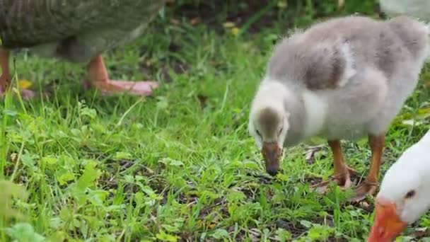 Gänseschwärme und kleine flauschige Gänse suchen im grünen Gras nach Nahrung. Geflügelweide — Stockvideo