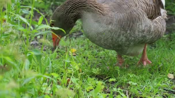 Goose è alla ricerca di cibo in erba verde. Pollame al pascolo vicino allo stagno . — Video Stock