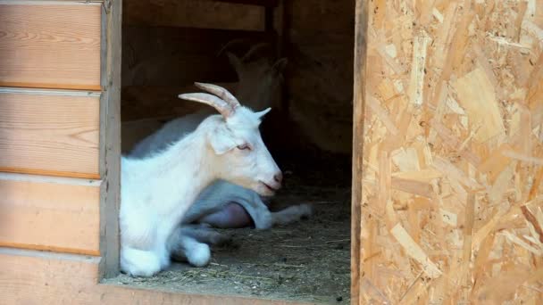 Witte gehoornde geit ligt bij de ingang naar de schuur en kauwt iets. — Stockvideo