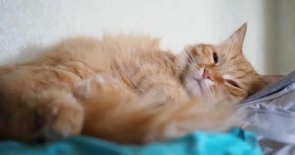 Lindo Gato Jengibre Acostado Tela Fluffy Mascota Cómoda Estableció Dormir — Vídeos de Stock