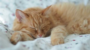 Şirin zencefil kedi yatakta uyuyor. Kabarık evde beslenen hayvan pinekleme. Rahat ev arka plan, sabah uyku zamanı.