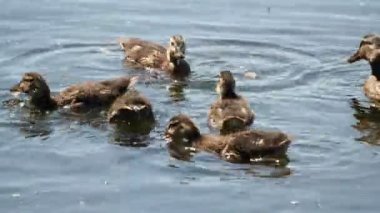 Nehirde yüzme kahverengi renkli ducklings sürüsü. Kuşlar yiyecek su arıyoruz.