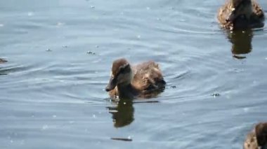 Nehirde yüzme kahverengi renkli ducklings sürüsü. Kuşlar yiyecek su arıyoruz.