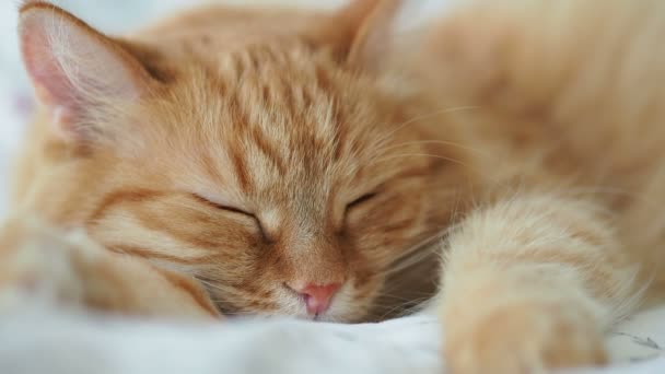 Ładny kot imbir jest spanie w łóżku. Pet puszysty spychania. Przytulny dom tło, rano przed snem. — Wideo stockowe