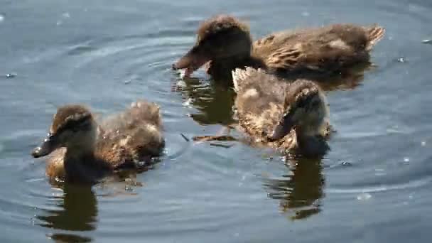 Зграя каченят коричневого кольору, що плавають у річці. Птахи шукають їжу у воді . — стокове відео