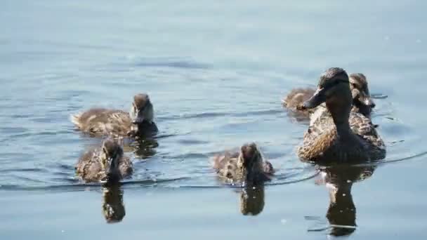 Herde braun gefärbter Entchen, die im Fluss schwimmen. Vögel suchen Nahrung im Wasser. — Stockvideo