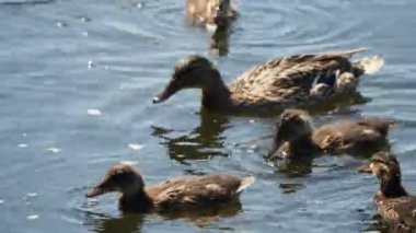 Nehirde yüzme kahverengi renkli ducklings sürüsü. Kuşlar yiyecek su arıyoruz.