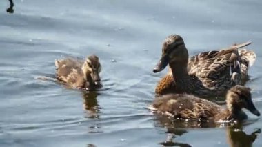 Nehirde yüzme kahverengi renkli ducklings sürüsü. Kuşlar yiyecek su arıyoruz.