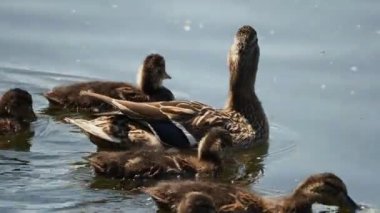 Nehirde yüzme kahverengi renkli ducklings sürüsü. Kuşlar yiyecek su arıyoruz.