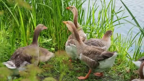 Зграя гусей і дрібних пухнастих пліток шукають їжу в зеленій траві. Випасання птиці біля ставка . — стокове відео