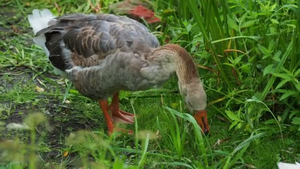 L'oie cherche de la nourriture dans l'herbe verte. Pâturage de volailles près de l'étang . — Video