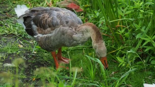 Die Gans sucht im grünen Gras nach Nahrung. Geflügel weidet in Teichnähe. — Stockvideo