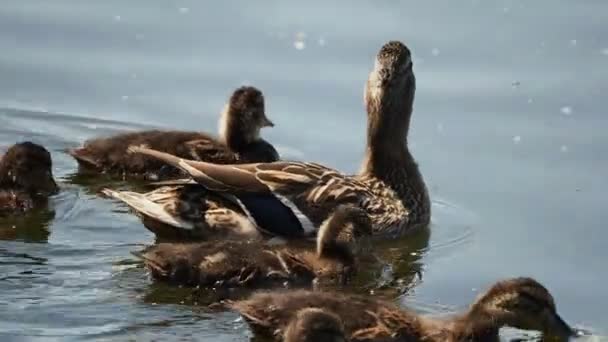 Troupeau de canetons de couleur brune nageant dans la rivière. Les oiseaux sont à la recherche de nourriture dans l'eau . — Video