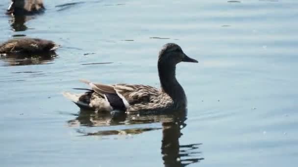 Troupeau de canetons de couleur brune nageant dans la rivière. Les oiseaux sont à la recherche de nourriture dans l'eau . — Video