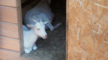 Beyaz boynuzlu keçi ahırı girişinde yer alır ve bir şey çiğnemek.