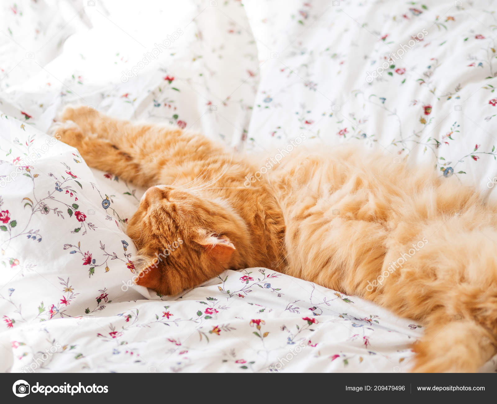 Süße Ingwer Katze Bett Liegend Flauschige Haustier Dehnen