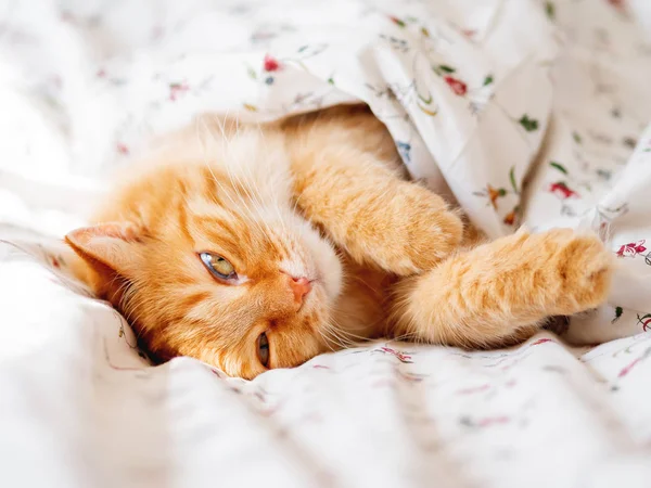 可爱的姜猫躺在床下的毯子 毛茸茸的宠物看起来很滑稽 舒适的家庭背景 早睡前 — 图库照片