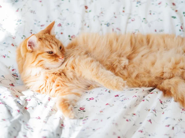 Schattig Gember Kat Liggend Bed Pluizig Huisdier Ziet Vreemd Uit — Stockfoto