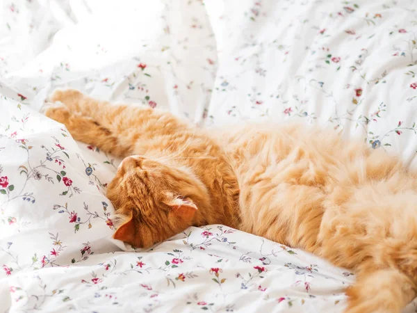 Cute Ginger Cat Lying Bed Fluffy Pet Stretching Cozy Home — Stock Photo, Image