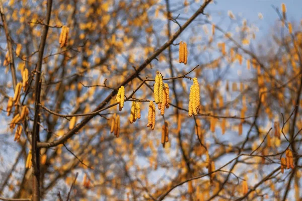 Virágzó Éger Alnus Kora Tavaszi Természet Háttér — Stock Fotó