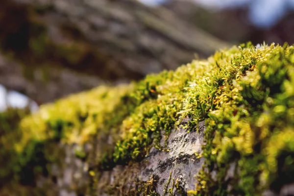 树木树皮上生长的绿色苔藓的宏观照片 — 图库照片