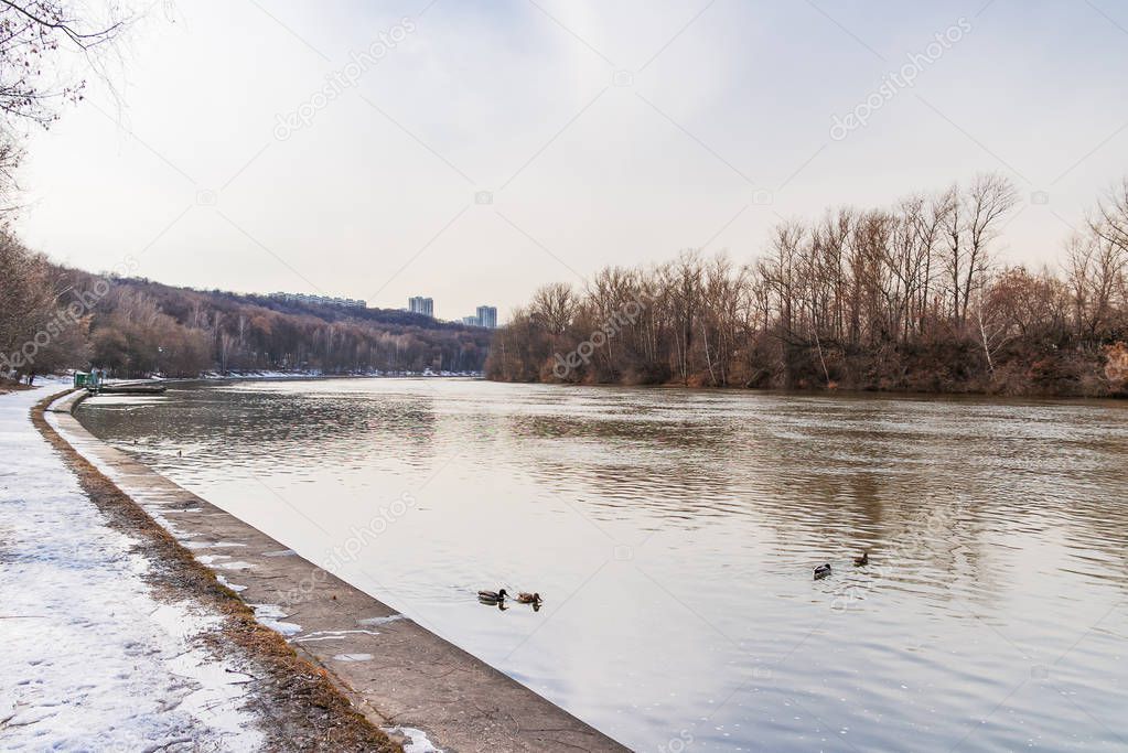 Ducks swimming in cold water. View on Moscow-river in Fili park before renovation. Spring natural background. Moscow, Russia, 