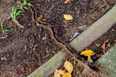 Yerde karınca yolu. Mikro hendek çimenlerin üstünde gider.
