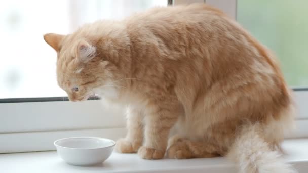 Die süße Ingwerkatze sitzt auf der Fensterbank und trinkt Milch aus ihrer Schüssel. flauschiges Haustier im kuscheligen Zuhause. — Stockvideo