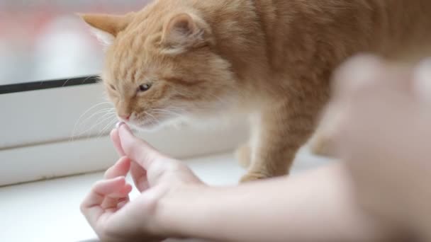 Lindo gato jengibre comer tabletas de vitaminas especiales. Fluffy mascota ama gato le gusta el olor y el sabor de las tabletas . — Vídeo de stock