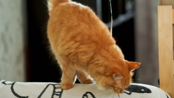 Χαριτωμένο Γάτα Τζίντζερ Περπάτημα Στον Καναπέ Αφράτο Κατοικίδιο Ζώο Πρόκειται — Αρχείο Βίντεο