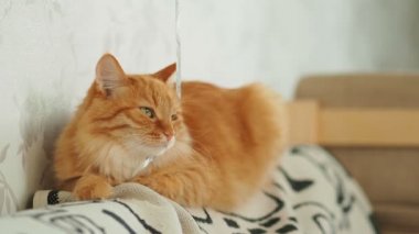Şirin zencefil kedi kanepede yalan. Kabarık evde beslenen hayvan yatmadan ve kurdele ile oynamak istemiyor. Rahat ev.